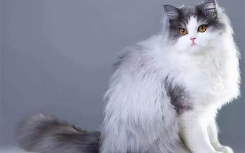 波斯猫：优雅与神秘的皇室宠物